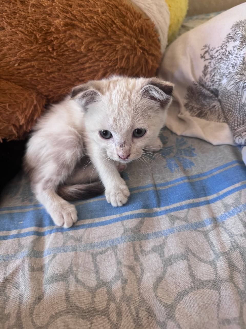 Продаётся веслоухий котоенок
