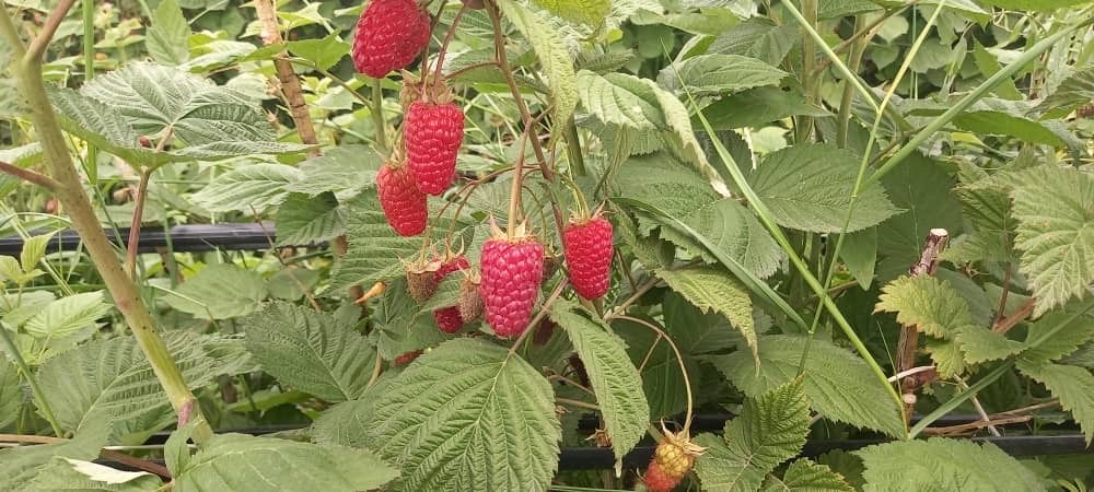 Саженцы малины сорт пшехиба цена за корень 750  тенге