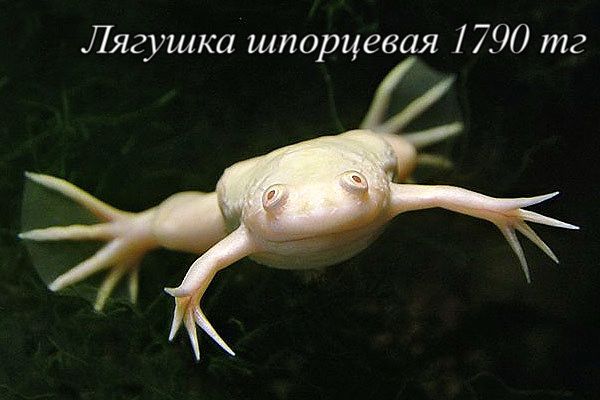 Новое Поступление Лермонтова112 Аква Маркет