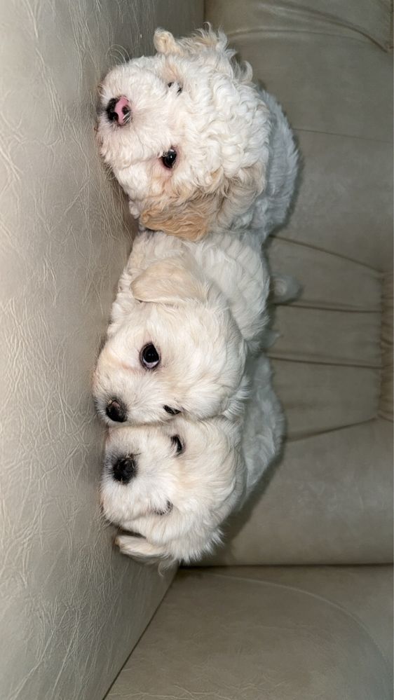 Bichon Maltez Mini Toy