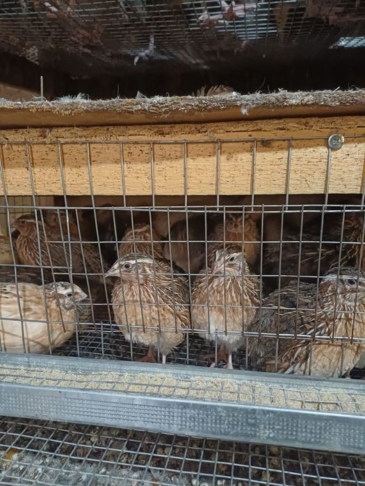 Бодене кораздары петуши