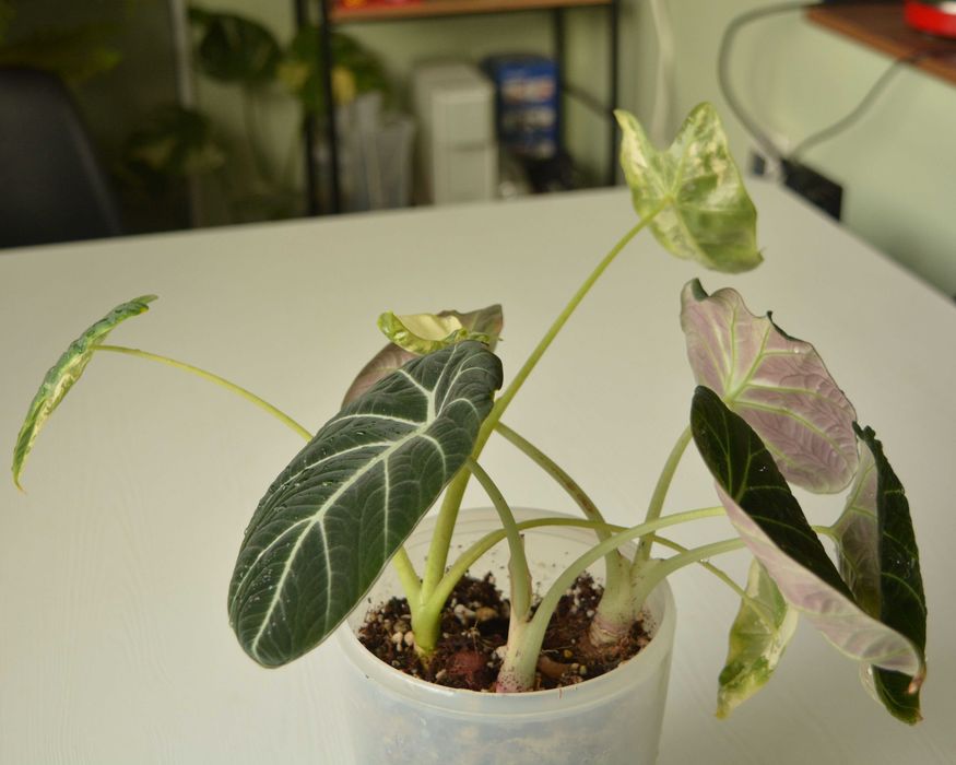 Алоказия Black Velvet и Frydek в одном горшке