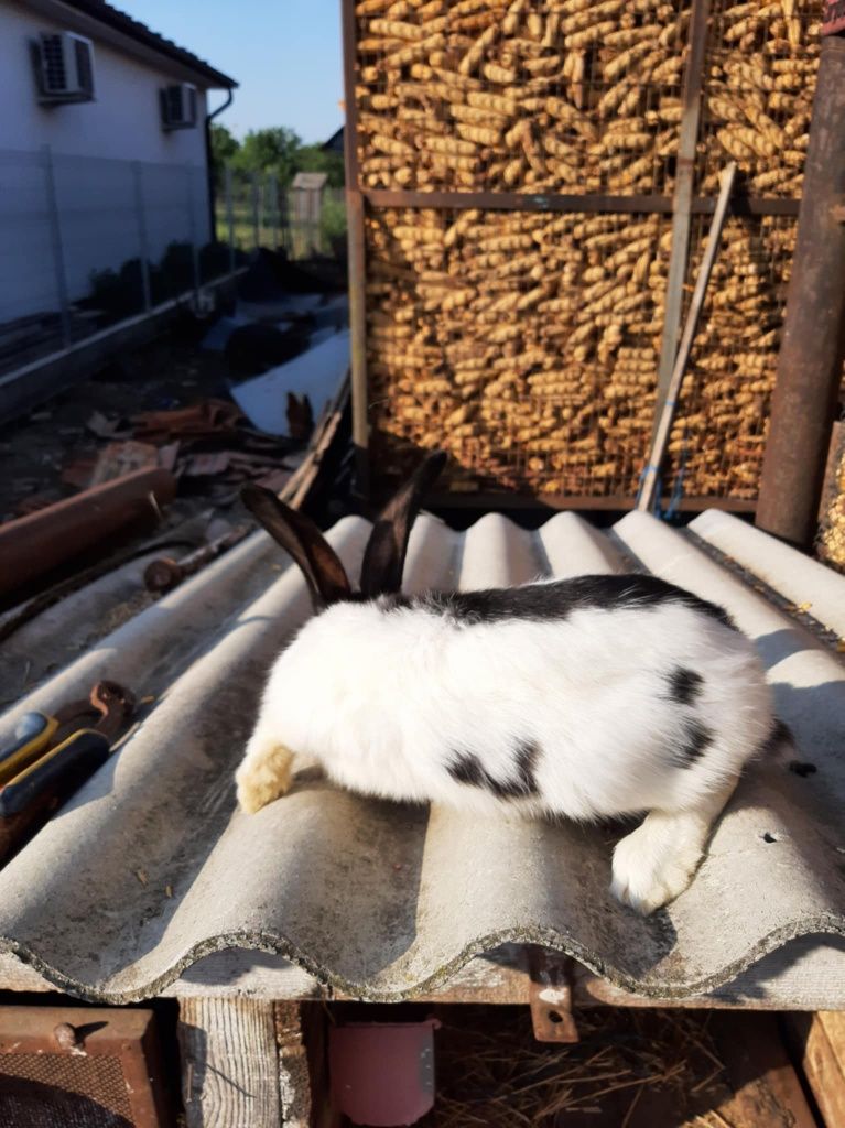 De vănzare mascul rasa fluture german