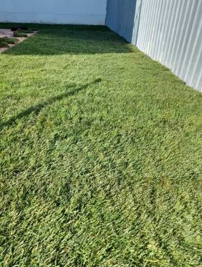 Gazon Rulou Sport premium