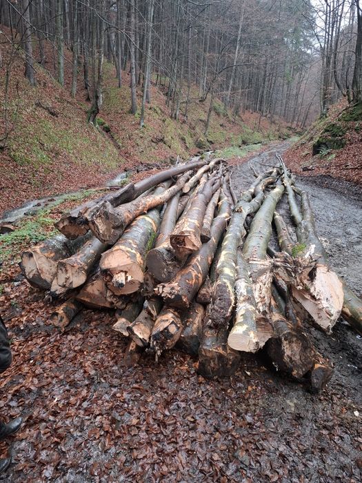 Lemn de Foc Fag Carpen