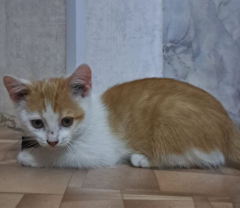 Котята бесплатно