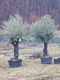 Olea Europaea - Maslin Secular ( maslini pe rod ) palmieri, bonsai etc