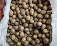 Продам семена картофеля для посадки