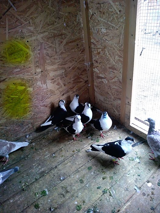 Vând jucători de galați