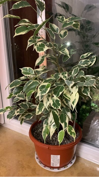 Продам пестрый Бенжамин , Пальму