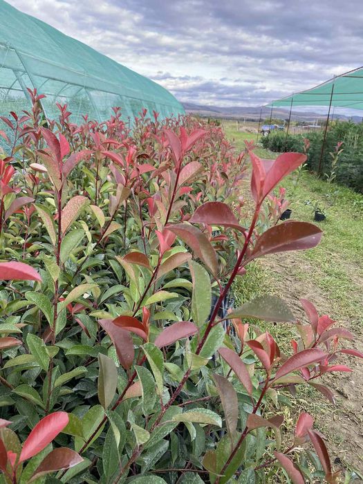 Gard  verde / Prunus Laurocerasus / Photinia Red Robin / Leylandii