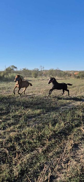 Vand iapa cu mânză