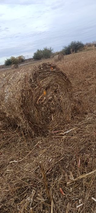 Baloți ciocani (porumb) cu iarba multa