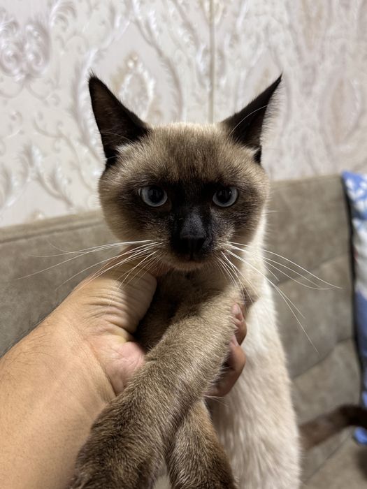 Продоётся кошка домашняя