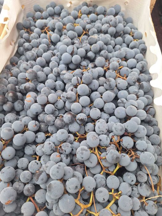 Vand struguri de vin