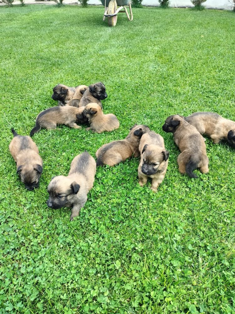 Donez catelusi Malinois