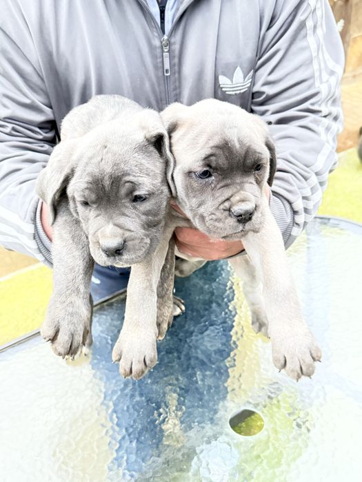 Кане корсо  кученца , готови за новите си семейства