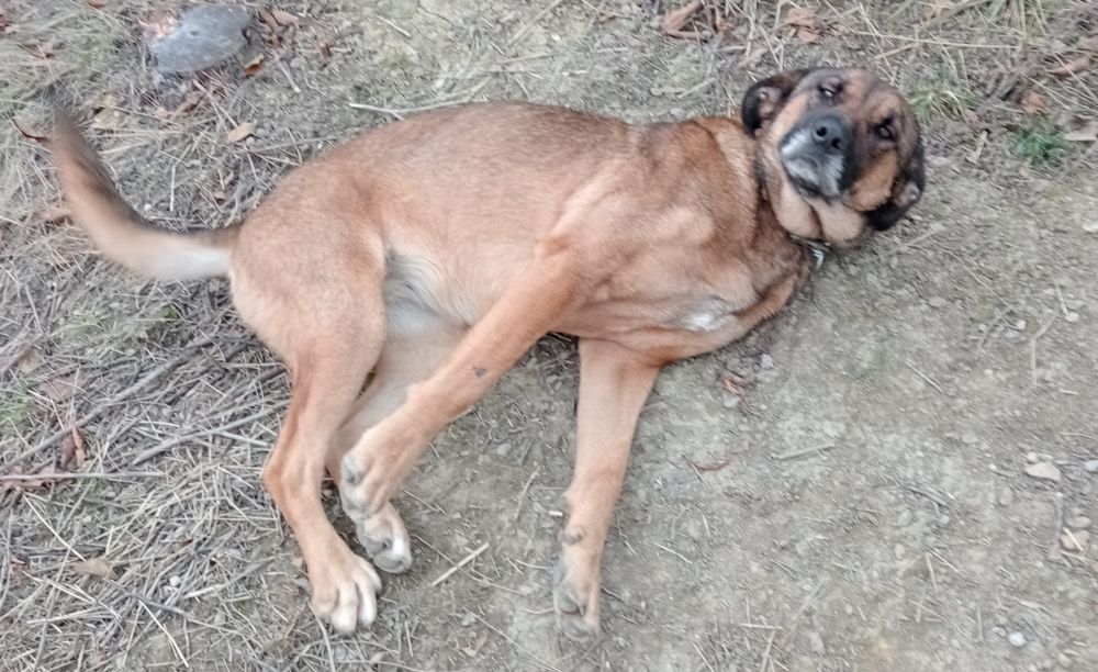 Cățelușă sterilizata,caută stăpân