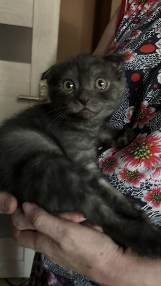 Породистые котята продам срочно