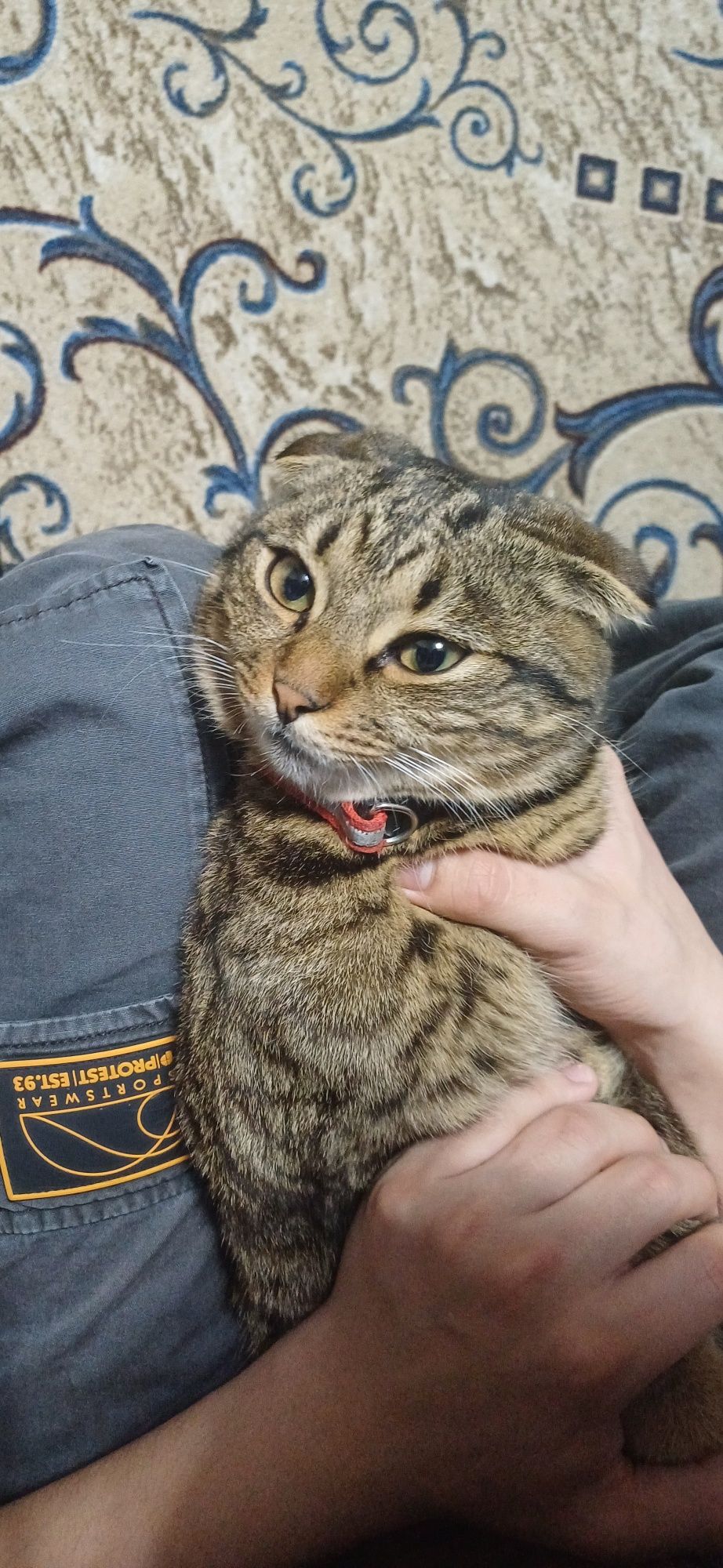 Кто найдёт котёнка получит вознаграждение