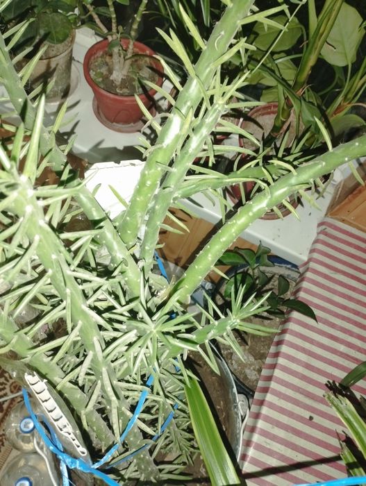 Продаются домашние цветы