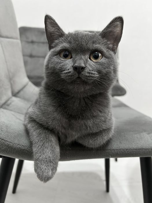 Шотландская короткошерстная