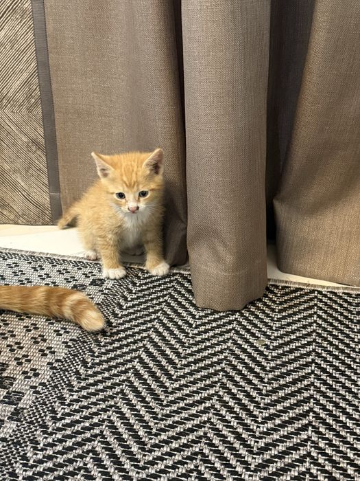 Продам котят в хорошие руки