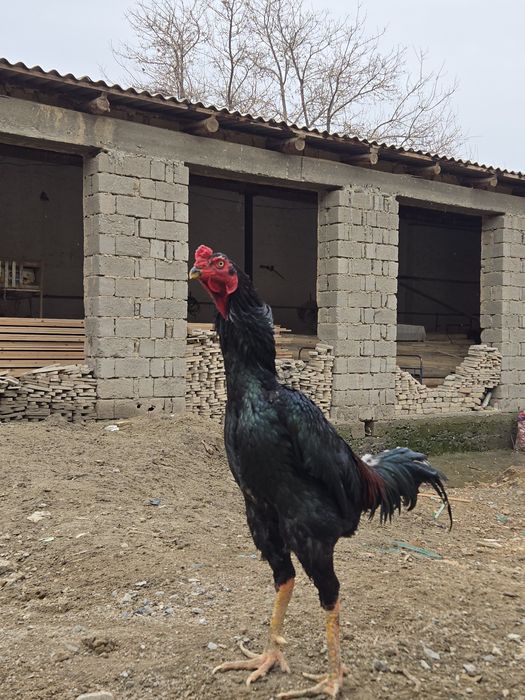 Шу хуроз ва  товукларни "тухуми" сотилади