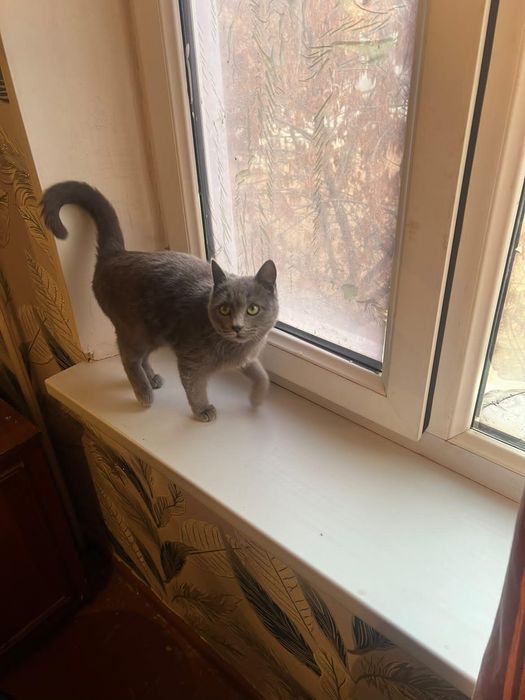 Mushuk zoti British Shorthair)