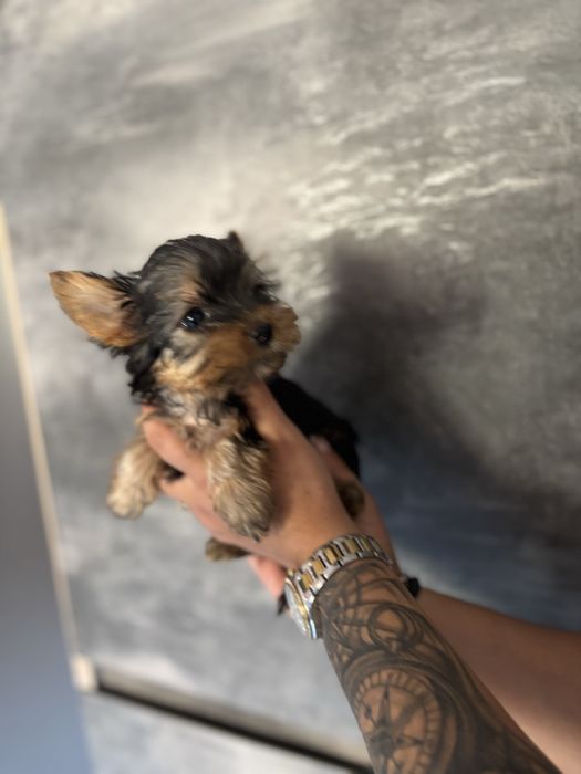 Йоркширски териери