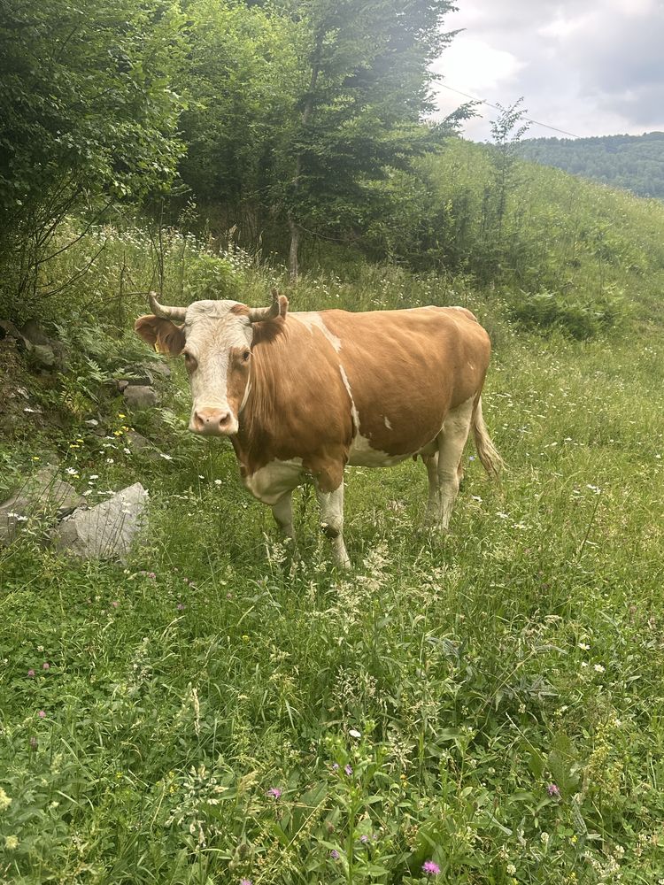 Vand vaca baltata romaneasca
