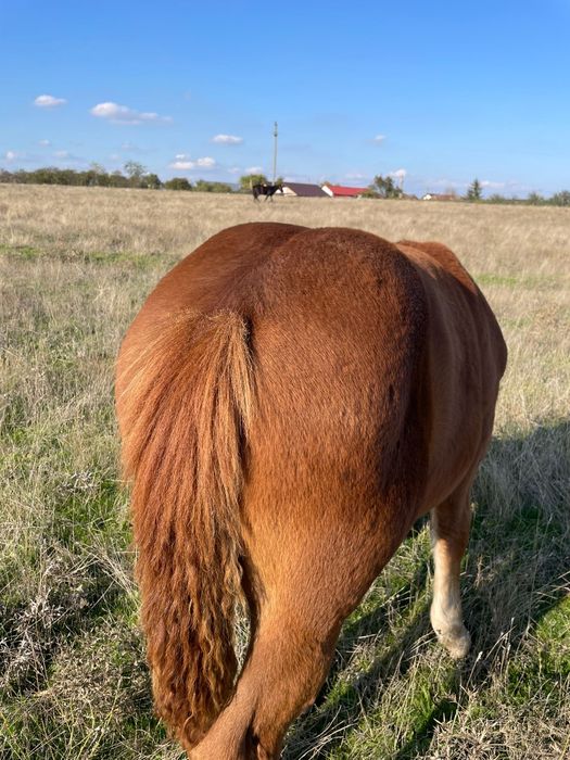 Vand cârlan 3,5 luni