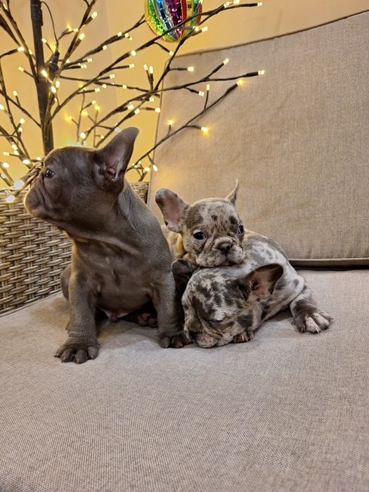 Продавам френски булдоци