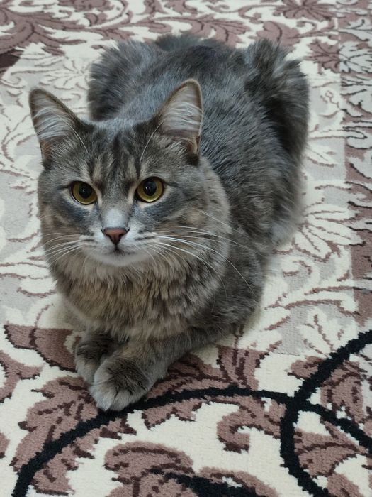 Пропал кот. Сергели