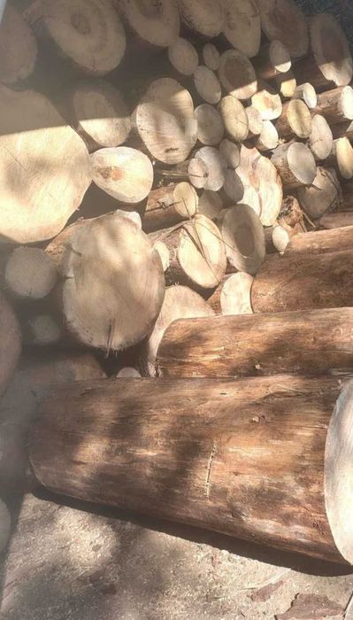 Lemne de brad uscate