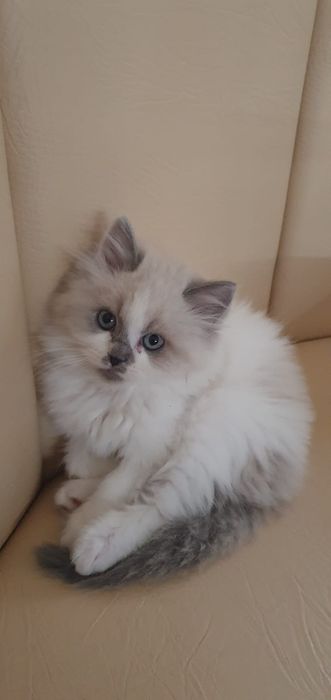 Pufosenii Drăgălașe