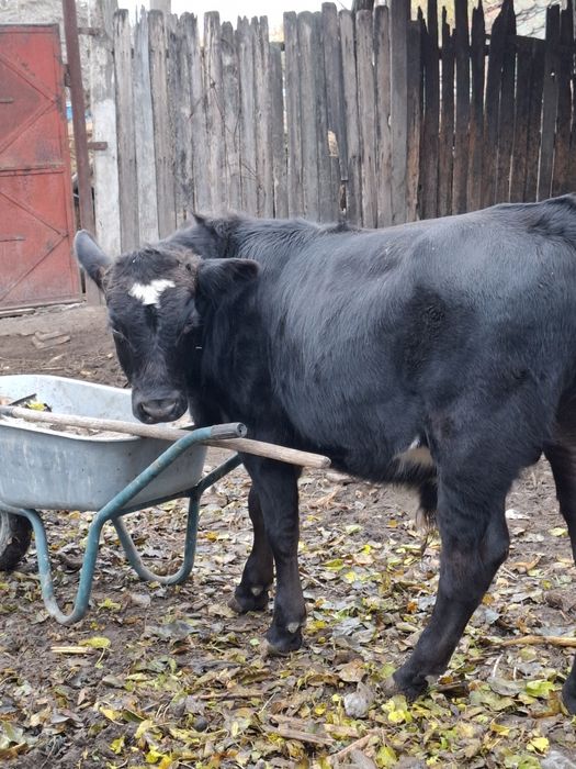 Tăuraș Angus, 5 luni