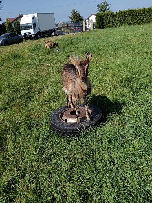 Vand capra și ieduță