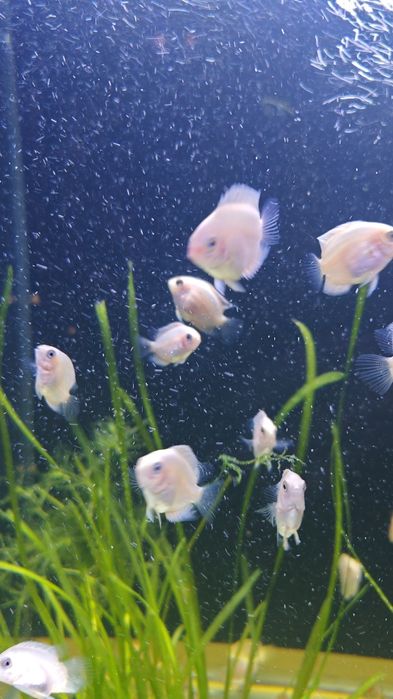 Северум(ложный дискус) 3-5см.Продажа от 10 шт.