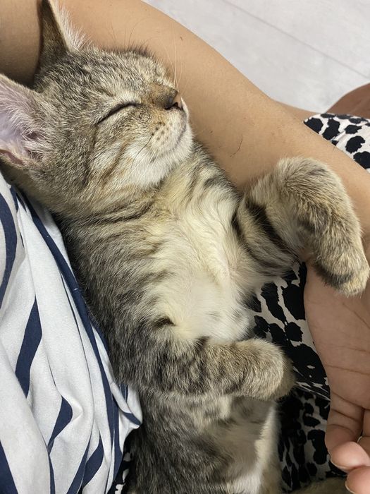 Отдам в добрые руки бесплатно