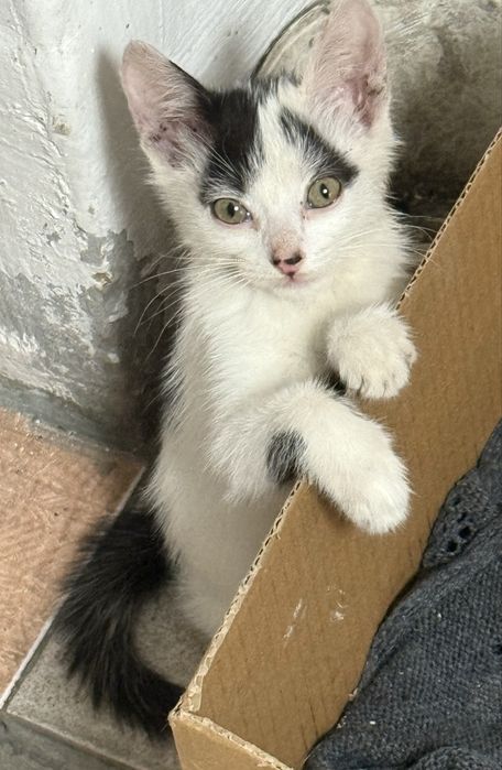 отдам котят в добрые руки