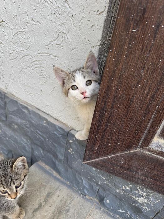 Отдам бесплатно домашних котят