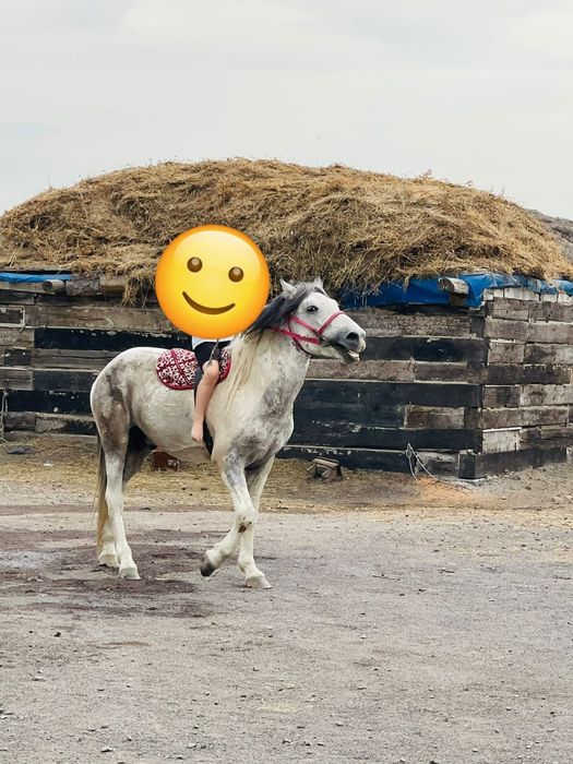 Продам лошади жылқы