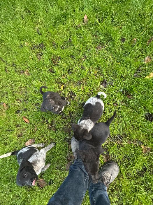 Подарявам кученца