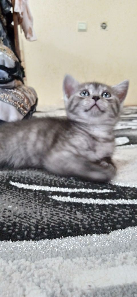 Mushukcha sotiladi