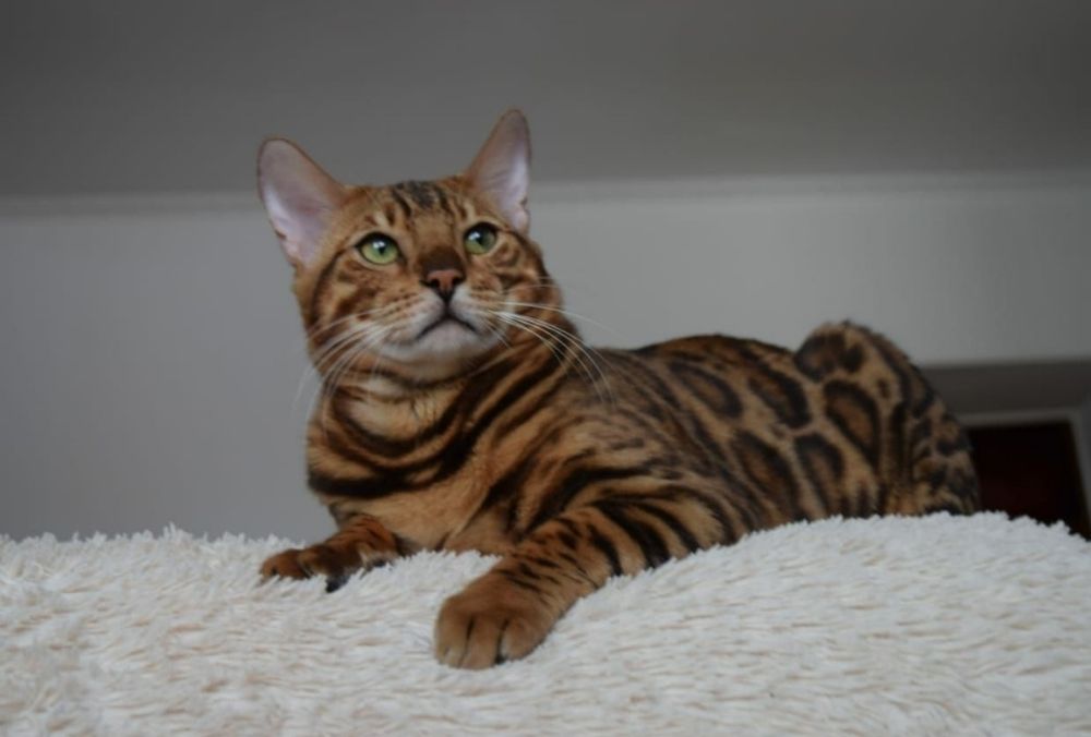 Бенгальские котята