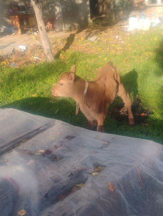 Продавам женско джарсе