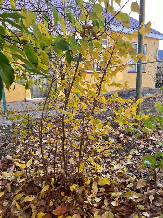 Продается саженцы абрикосы