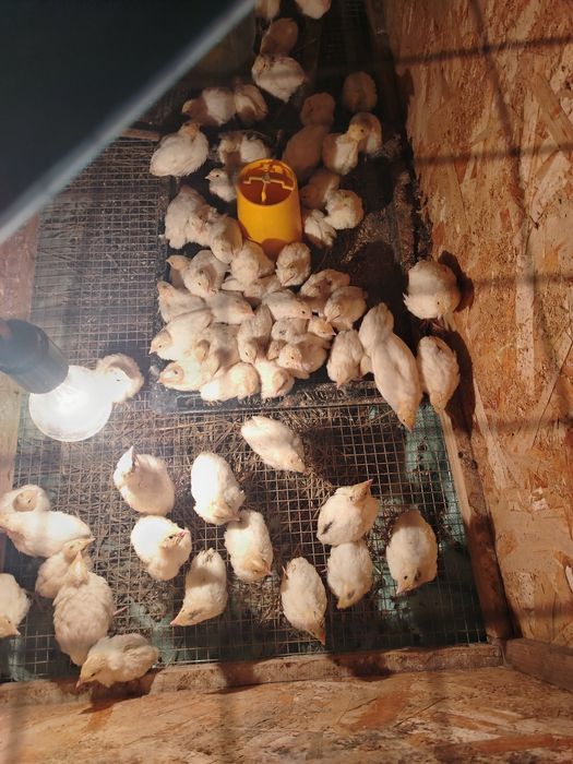 Продам перепелки