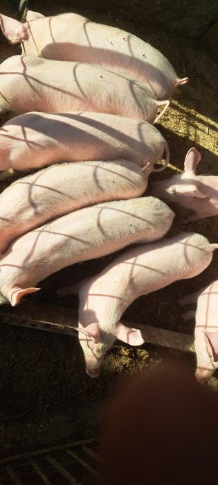 Vând iepurași de casa